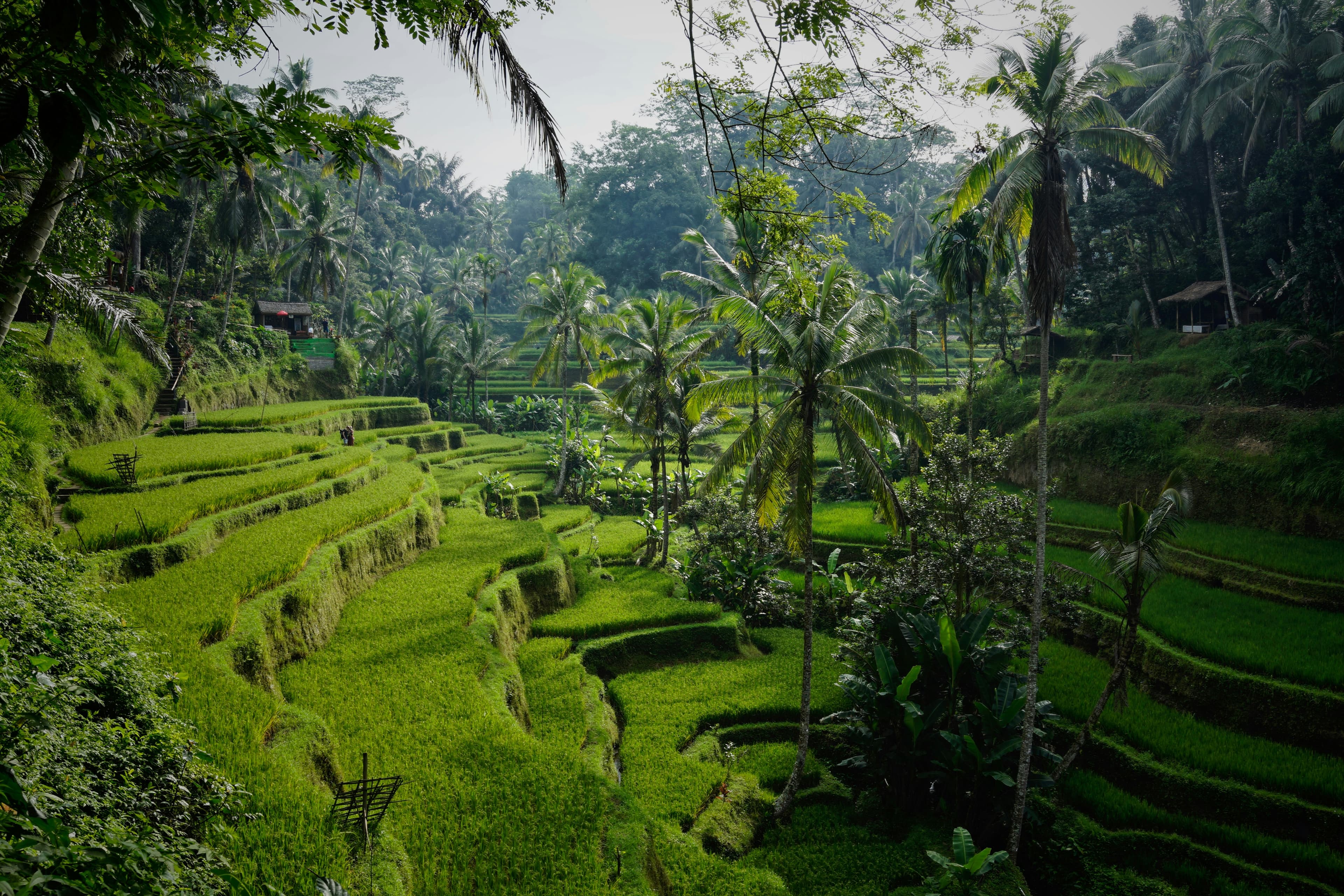 Pristine Bali